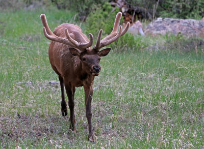 Elk 2018-05-27