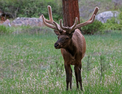 Elk 2018-05-27