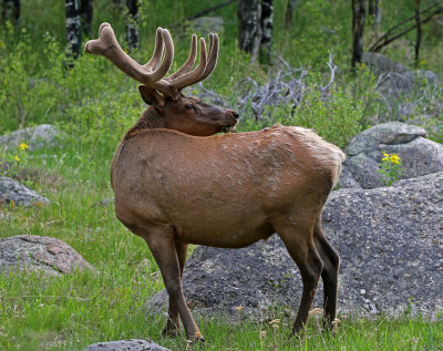 Elk 2018-05-27