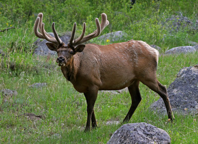 Elk 2018-05-27