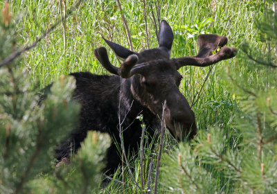 Moose 2018-05-27