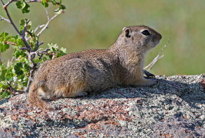 Wyoming Ground-Squirrel 2018-05-27