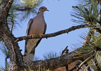 Band-tailed Pigeon 2018-05-27