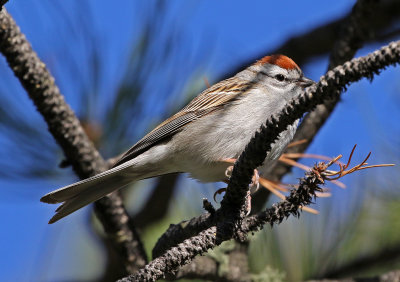 Chipping Sparrow 2018-04-28