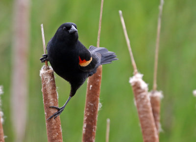 Red-winged Blackbird 2018-05-28
