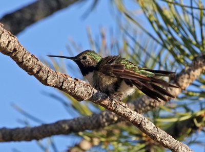 Broad-tailed Hummingbird 2018-06-03