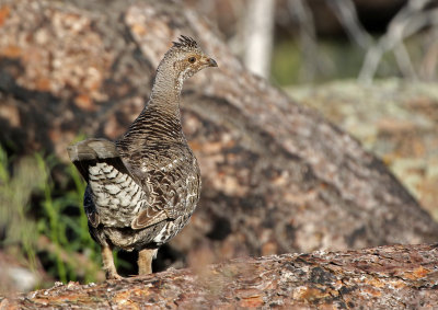 Dusky Grouse 2018-06-03
