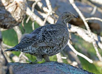 Dusky Grouse 2018-06-03