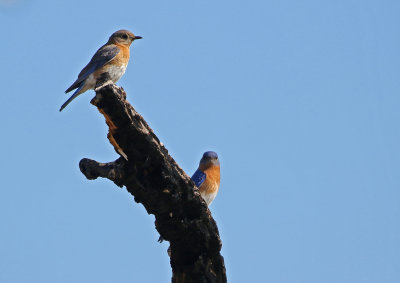 Eastern Bluebird 2018-06-03