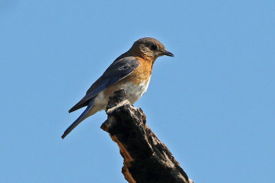 Eastern Bluebird 2018-06-03