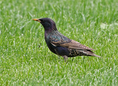 European Starling 2018-06-03