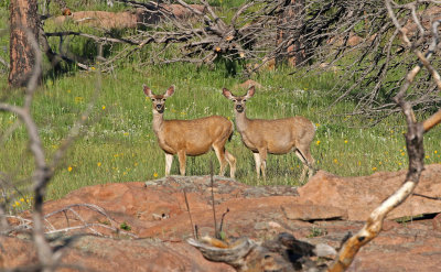 Mule Deer 2018-06-03