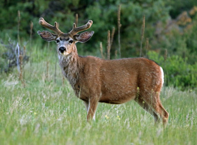 Mule Deer 2018-06-03