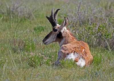 Pronghorn 2018-06-03