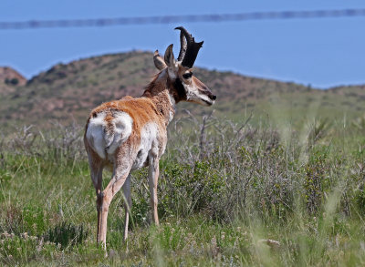Pronghorn 2018-06-03