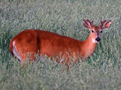 White-tailed Deer 2018-06-03