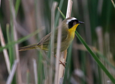 Common Yellowthroat 2018-06-05