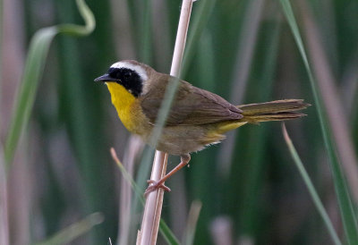 Common Yellowthroat 2018-06-05