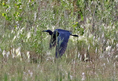 Little Blue Heron 2018-06-09