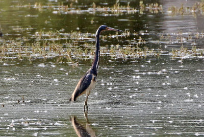 Tricolored Heron 2018-06-09
