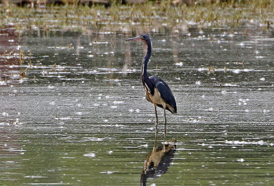 Tricolored Heron 2018-06-09