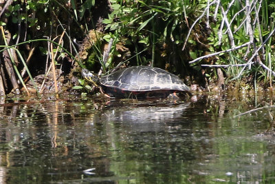 Painted Turtle 2018-07-01