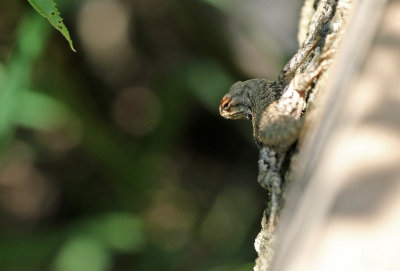 Prairie Lizard 2018-06-21
