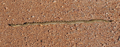 Prairie Rattlesnake 2018-07-17