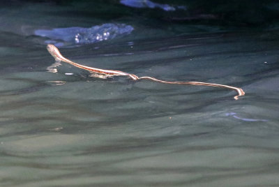 Red-sided Gartersnake 2018-07-31