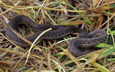 Wandering Gartersnake 2018-07-29