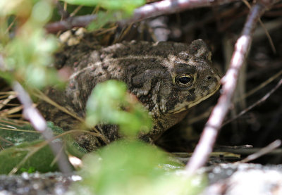 Woodhouse's Toad 2018-06-21