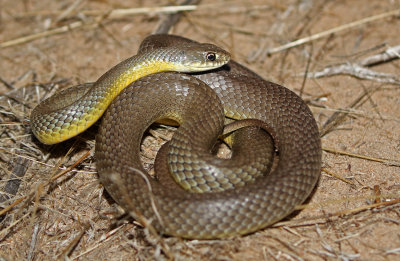 Eastern Yellow-bellied Racer 2018-08-07