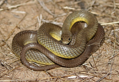 Eastern Yellow-bellied Racer 2018-08-07