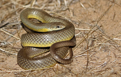 Eastern Yellow-bellied Racer 2018-08-07