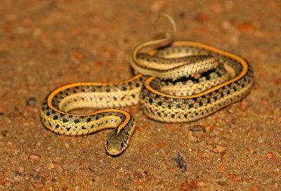 Plains Gartersnake 2018-08-07