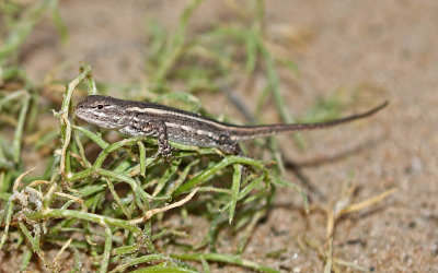 Prairie Lizard 2018-08-07