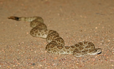 Prairie Rattlesnake 2018-08-07
