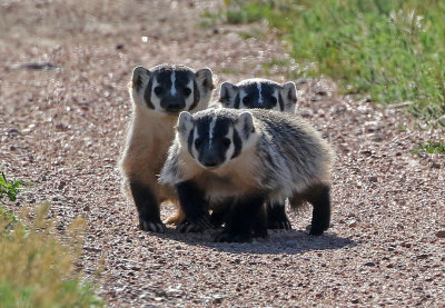 American Badger 2018-07-14