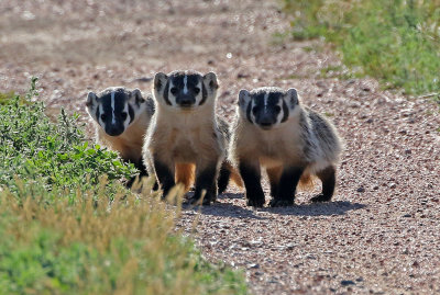 American Badger 2018-07-14