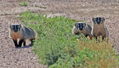 American Badger 2018-07-14