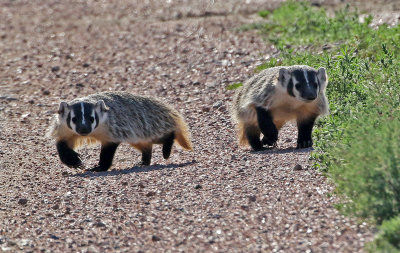 American Badger 2018-07-14