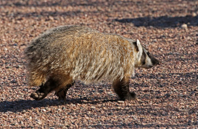 American Badger 2018-07-14