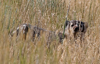 American Badger 2018-07-14