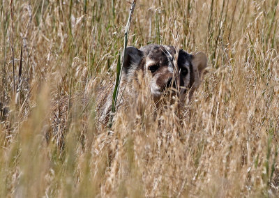 American Badger 2018-07-14