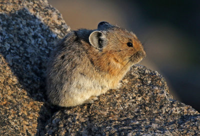 American Pika 2018-06-30