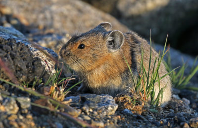 American Pika 2018-06-30