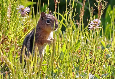 Golden-mantled Ground Squirrel 2018-07-08