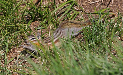 Least Chipmunk 2018-06-30