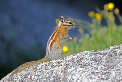 Least Chipmunk 2018-06-30