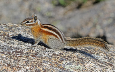 Least Chipmunk 2018-06-30